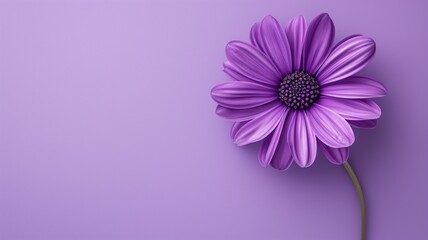 Purple daisy on a violet background