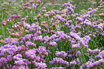 Purple Limonium platyphyllum, also called Sea Lavender, marsh rosemary, or statice, in flower.