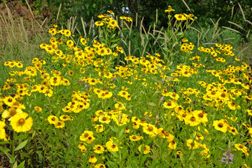 Yellow Helenium sneezeweed 'Riverton Beauty' in flower.