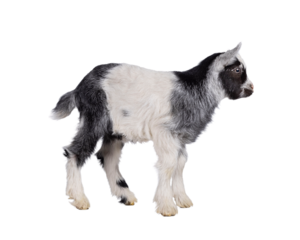 Adorable black and white racoon look alike baby Dutch Land race goat, standing side ways. Looking ahead and away from camera showing profile. Isolated cutout on a transparent background.