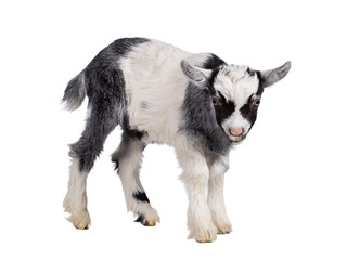 Adorable black and white racoon look alike baby Dutch Land race goat, standing side ways. Looking...