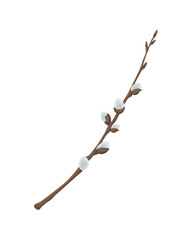 Willow. A sprig of willow. A spring plant. Vector illustration isolated on a white background