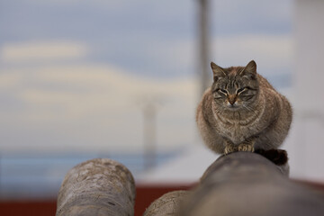 Cat on a roof with eyes half closed looking at camera with the background out of focus