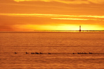 Defocused sunrise at the sea with orange clouds on the horizon a lighthouse and a group of birds swimming