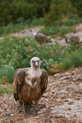 Wild griffon vulture looking at the camera in the middle of a mountain with the background out of focus in vertical format