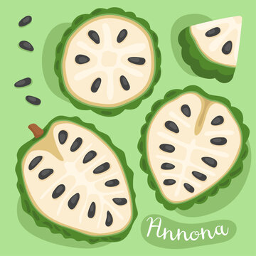 Annona. Sugar apple, Cherimoya. Noina. Custard Apple. Sweetsop. Tropical exotic fruits. Half and slice of sweet annona.  Cartoon vector illustration.