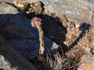 Sempervivum arachnoideum