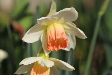 日本の早春の庭に咲く白とオレンジ色のラッパズイセンの花