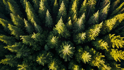 Spruce landscape from a breathtaking aerial perspective showcase the symmetrical patterns of the dense forest canopy, with sunlight filtering through in golden shafts
