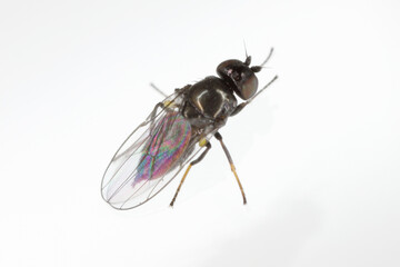 Frit fly (Oscinella frit) European species  of the family Chloropidae. Agricultural pest causing damage to crops by boring into the young plants of cereals. Adult.