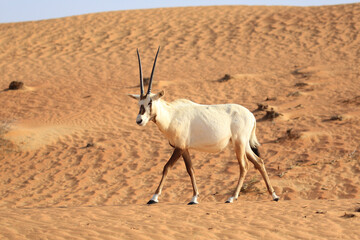 Arabische Oryx.