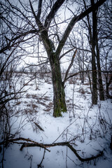Landscape on the water . Frozen lake . Winter on the lake . Blue clouds and sun . Trees and sun . Winter landscape . Snow on ice . Blizzard in nature 