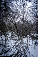 Fototapeta premium Landscape on the water . Frozen lake . Winter on the lake . Blue clouds and sun . Trees and sun . Winter landscape . Snow on ice . Blizzard in nature 