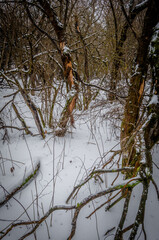Day in the winter forest . Blue sky and clouds. Snow in the forest . Woods in snow . Mystery forest in wintertime . 