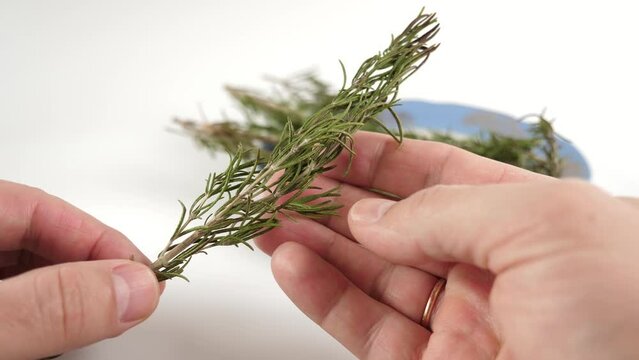 A sprig of rosemary is prepared for use.
