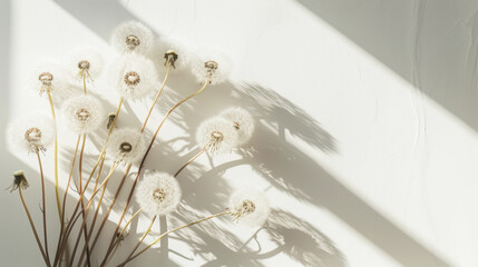 Detailed macro shot of group of dandelions seeds on white background with sun rays. Aesthetic concept. Generative AI