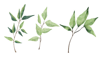 Watercolor leaves set. Set with floral elements and leaves.