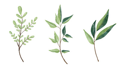 Watercolor leaves set. Set with floral elements and leaves.