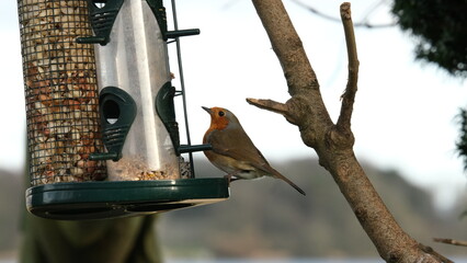 robin bird on tree