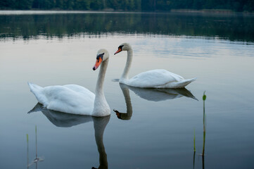white swans group on the lake swim well under the bright sun