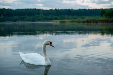 A white majestic swan floats in front of a wave of water. Young swan in the middle of the water. Drops on a wet head.