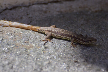 A lizard on the warm wall