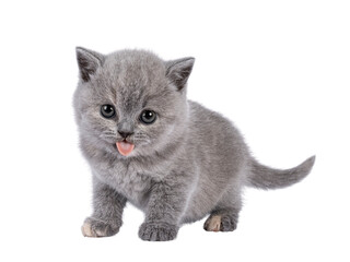 Cute blue tortie British Shorthair cat kitten, standing up side ways. Funny facial expression with...