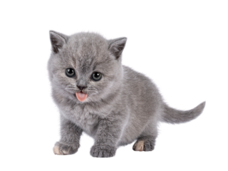 Cute blue tortie British Shorthair cat kitten, standing up side ways. Funny facial expression with tongue out and looking towards camera. Isolated cutout on a transparent background.