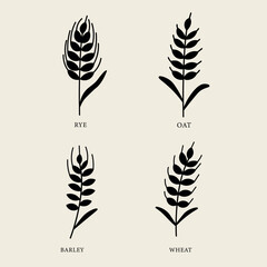 Flat vector grain illustration. Barley, wheat, rye, oat