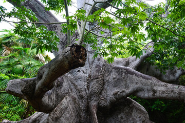 Gigantic Kapok tree, which is known as the oldest tree of Curaçao.
