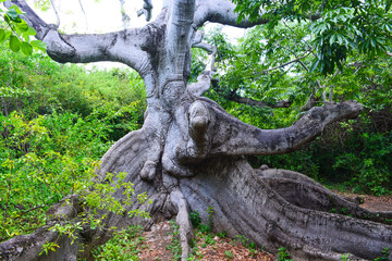 Gigantic Kapok tree, which is known as the oldest tree of Curaçao.