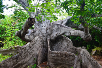 Gigantic Kapok tree, which is known as the oldest tree of Curaçao.
