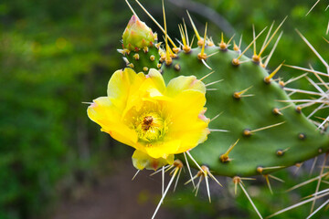Close up of yellow flower of Opuntia prickly pear cactus.
