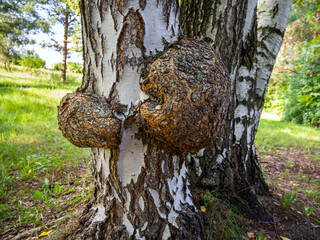 Two large growths (burls) on a birch trunk