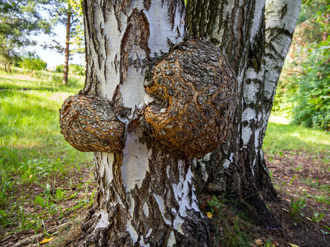 Two large growths (burls) on a birch trunk