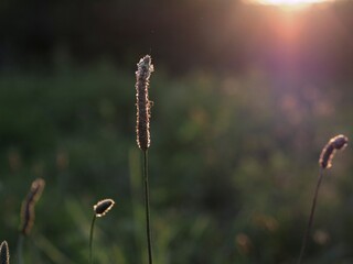 Grass flower in the field at sunset, closeup. Natural background