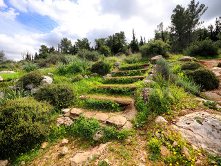 Old steps in the historical forest of Israel
