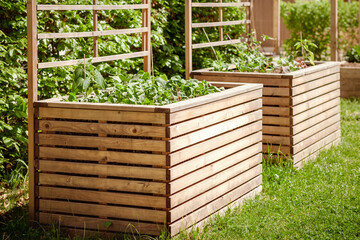 Raised Beds in Gardening. Growing Plants Herbs Spices Vegetables in Urban Community Garden. Modern...