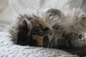 calico and white cat outdoors with green plants garden fur longhair