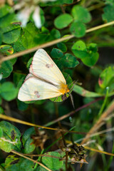 Rotrandbär (Diacrisia sannio)