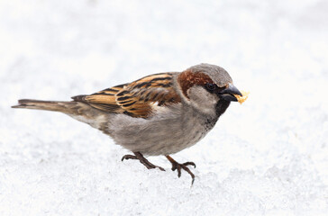 Sparrow bird sitting on the snow and eating a bread crumb.