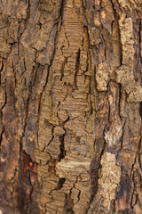 bark of a tree close up