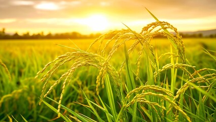 In the soft morning light with close up of rice plants emerged against the blurred backdrop of a vibrant rice garden.