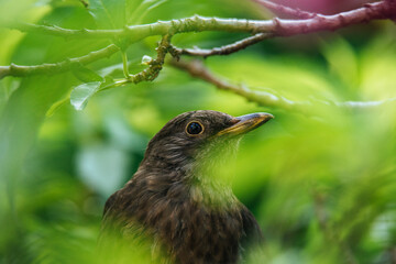 a close-up of a german blackbird hiding in the bushes