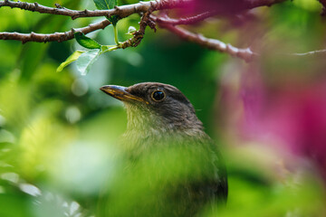 a close-up of a german blackbird hiding in the bushes