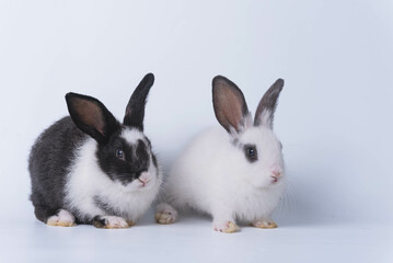 Cute fluffy white and black Easter bunny. Crouching side by side on a white background It is a pet and a symbol of Easter.
