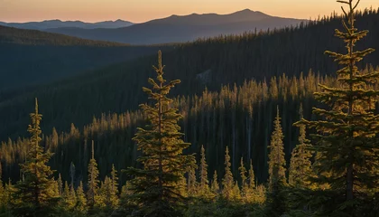 Cercles muraux Forêt dans le brouillard Beauty of dusk settling over the spruce landscape focus on the interplay of shadows and light as the last rays of the sun cast a warm glow on the rugged terrain