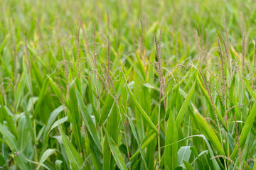 PLANTAS DE MAIZ (Zea Mays)