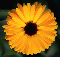 orange flower