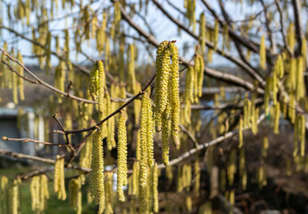 Hazelnut bush blossom in spring